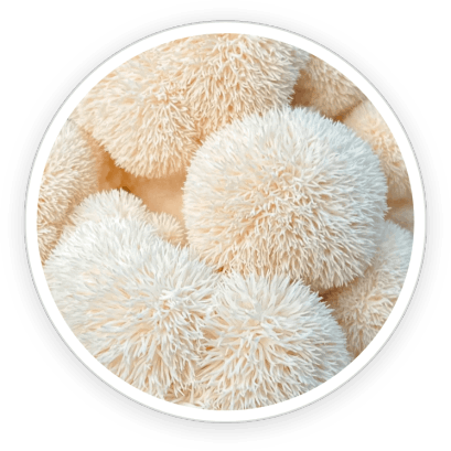 PrimeBiome  Ingredients 